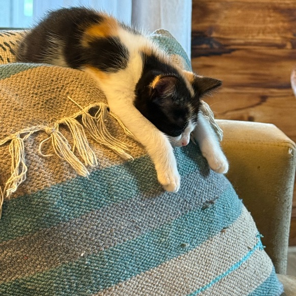 Meet your Posher, Cat - Picture 8 of 11